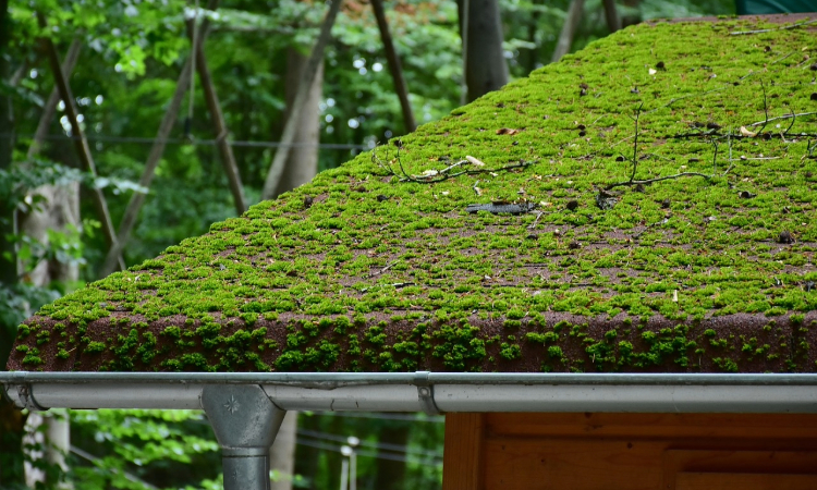 Memphis Homeowners’ Guide to Mold and Pest-Free Living with Clean Gutters